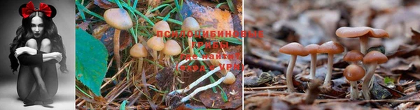 сатива Балабаново